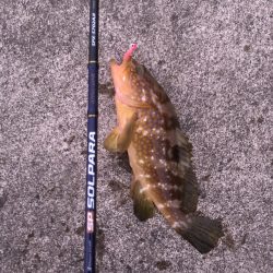 アジングでうれしい外道